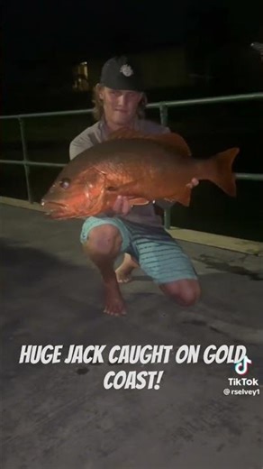 HUGE mangrove Jack caught on the #goldcoast - #fishing #mangrovejack #seqfishing