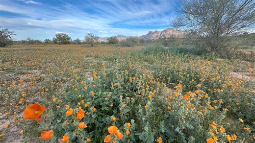 Arizona’s wildflower season is starting early: Where to find the best blooms before the crowds arrive