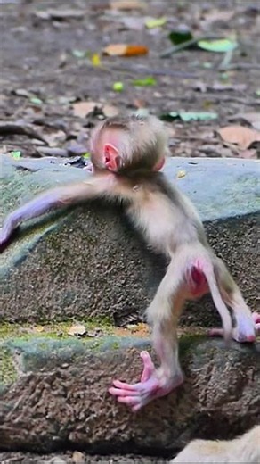 The mother monkey skillfully trains her baby monkeys when they are very young | Monkey Documentary