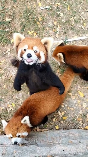 Funny Red Panda Eating Fail Compilation