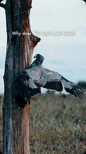 This African harrier hawk doesn’t wait for prey to appear—it goes in and finds it. Using its flexible legs and sharp beak, it searches under tree bark to catch lizards hiding inside. A hunting technique few raptors master. #HarrierHawk #BirdsofPrey #AfricanWildlife #WildlifePhotography #NatureLovers #AnimalBehavior #Raptors | Juan Álvarez