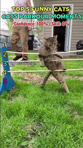 CATS PARKOUR 😼🔥 | Top 5 Funniest Cat Jump Fails & Wins #shorts