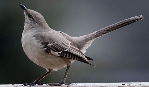 Why Do Mockingbirds Sing at Night: A Mystery - Birding Depot