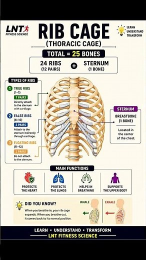 🫁 Rib Cage has 25 bones! Learn how it protects your heart & lungs. #LNTFitnessScience#HumanAnatomy