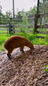 30K views · 1.3K reactions | Cheesecake the capybara is the queen of making me sit around all afternoon waiting to make sure she can get back out of the pool if she goes in 藍 place your bets now… do you think she went all the way in? #capybara #babyanimals #cute #cutebaby #capybaras #capybaramemes #capybaralove #cuteanimals #capybarasofinstagram #animalsofinstagram #funnyanimals | Dark Wings Wildlife & Education | Facebook