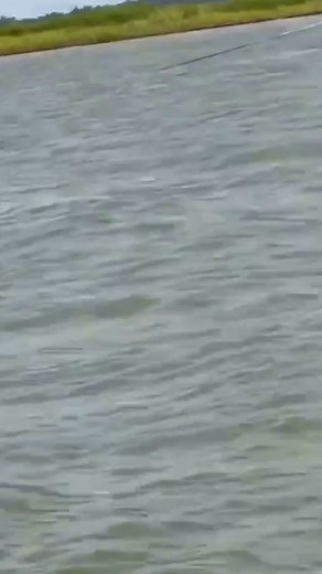 Is this the rarest dolphin on the planet? Almost doesn't seem real. Credit: Thurman Gustin/AMAZING ANIMALS /TMX | Rated Red