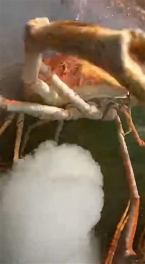 Slide down into the pool teeming with giant sea creatures #funny #memes