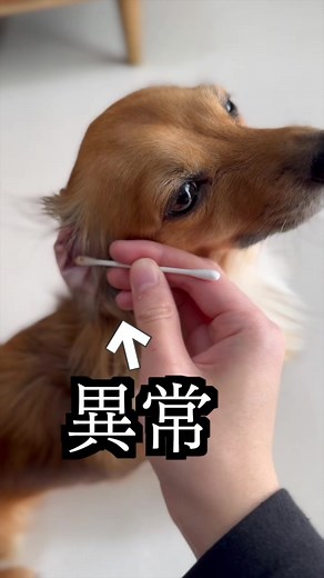 犬の耳の状態に問題があるのか？