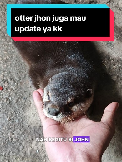 Otter John Update: Meet Chika and New Adventures
