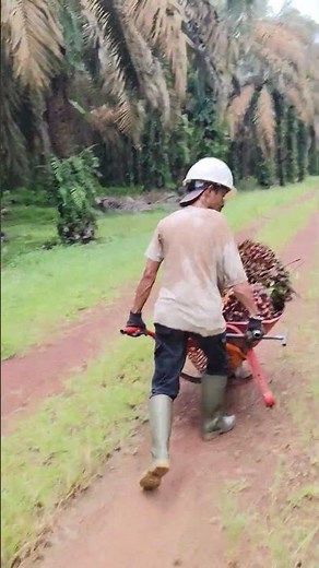 lansung ganti helem putih #sawit kalimantan