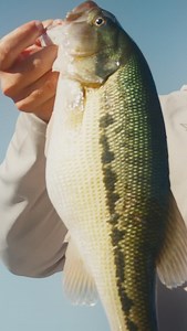 Ready for any scenario the water presents, with the series that built Fenwick. @emilwagnerfishing showcases the 7’1” Medium Heavy Fenwick HMG and shows the range of possibilities to effectively fish your techniques. #FeelEverything #FenwickRods #FenwickFishing | Fenwick Fishing