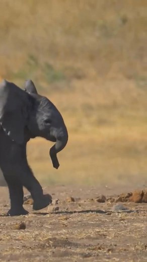648K views · 22K reactions | Tinny steps with energy殺✨️ #elephants #elephant #wildliferescue #elephantconservation #saveelephants #africa #elephantrescue #babyelephants #wildlifeconservation #elephantlove #bigfivesafari #elephantsafari #curiosity #gamedrivesafari #marvel #newlife #curiosity #babyanimals #babyelephant | Wildfriends Africa | Facebook