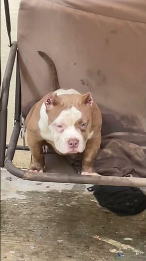 American Bully pocket hembra 4.5meses