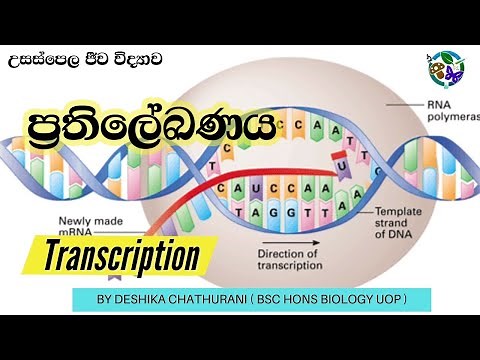 ප්‍රතිලේඛණය | පොලිපෙප්ටයිඩ සංස්ලේෂණය Part 02 | |Transcription | AL biology lessons in sinhala