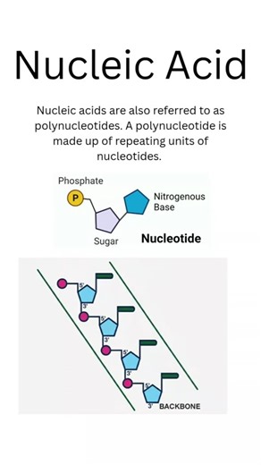 Nucleic Acid Structure|DNA|RNA