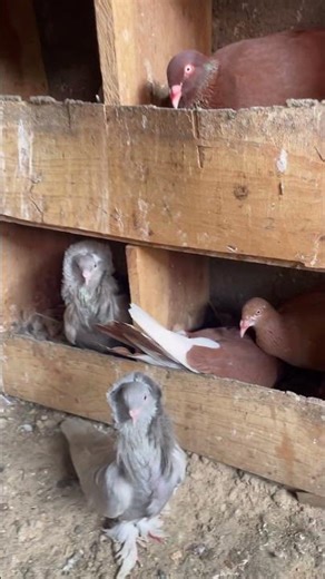 Practical pigeon setup #pigeon #birds #bird