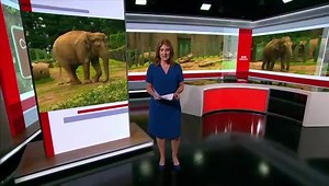 The elephants at Belfast Zoo have always been a draw for visitors. That, however, could be about to end as the last two elephants could be heading for a new home. Belfast City Council has given the green light for the pair to be moved to a zoo in Holland. | BBC Newsline