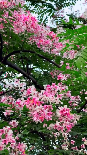 Cassia Javanica: The Stunning Pink Shower Tree