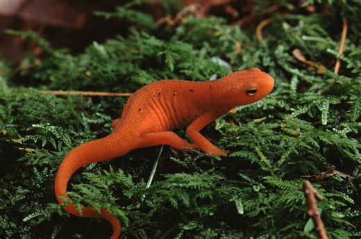 WVDNR launches survey for public to track eastern newt