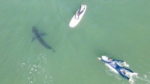 Drone captures close encounter between surfers and great white shark (2021)