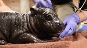 A baby pygmy hippo was born at Franklin Park Zoo, and boy is it small