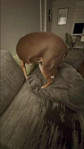 My Dog Phryne Builds Her Blanket Nest Every Night