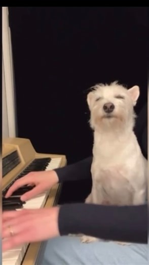 Kara Mehrmann on Instagram: "Thanks to @pittsburghtodaylive for the shoutout! 🎹🐾 . . . #dogsofinstagram #pianist #dogslife #pittsburghtodaylive"