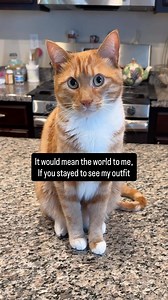 Rate 7’s outfit! 7/7? #seventheorangecat #pupcup #catadventures #catlovers #catfashion | Seven The Orange Kitty & Fam