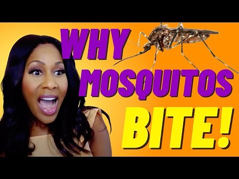 Why Do Mosquitos Bite Some People and Not Others? Why Do Mosquito Bites Itch? A Doctor Explains
