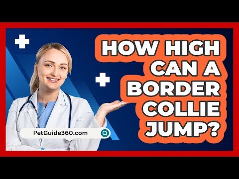 How High Can A Border Collie Jump? - PetGuide360.com