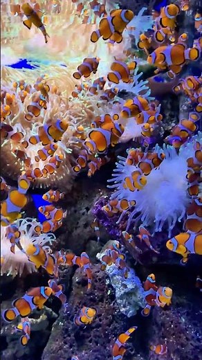 Cute Baby Fish Swimming | #BabyFish #AquariumFish #ColorfulFish #shorts