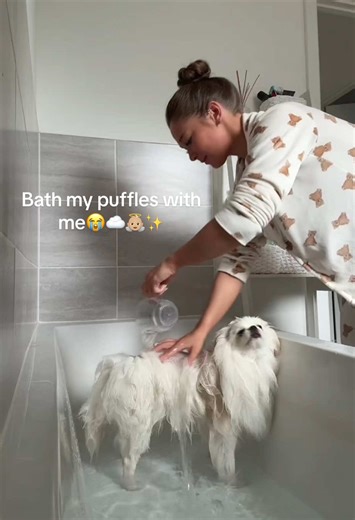 Bath my puffles with me😭☁️👼🏼✨ (plz get the club penguin reference) #puffles #pomerainan