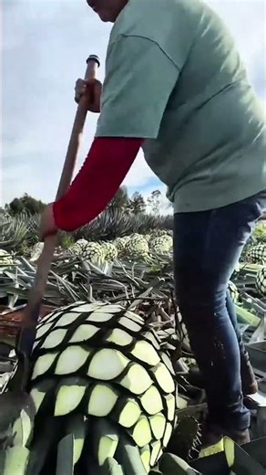 Harvesting Agave Plants Using Professional Traditional Farming Techniques