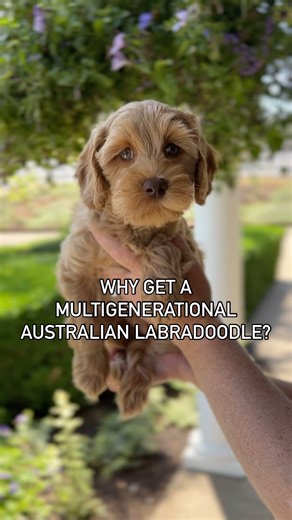 Hunterberry Hill Labradoodles on Instagram: "What are some reasons that our multigenerational Australian Labradoodles are the best choice? Why get a multigen pup instead of F1? 🐶 Consistent Hypoallergenic Coats 🐶 Unlike F1 doodles, whose coats can shed and unpredictably range in texture, multigenerational Australian Labradoodles are bred for consistent coat types to offer reliably low-shedding, allergy-friendly coats that are super soft to the touch!! 🐶 Temperament Qualit