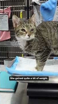 This 9-Month-Old Kitten Was the Size of a 3-Month-Old