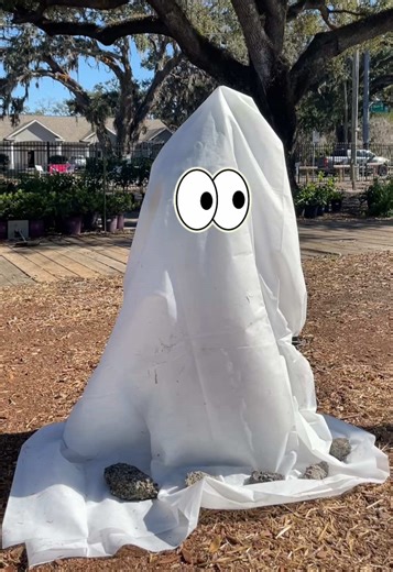 Freezing temps are fast approaching! Here’s a visual demonstration on how to use Frost Blankets effectively❄️ Some tips: Ensure the entire plant is covered all the way to the ground. The warmth from the ground helps retain heat underneath the cover. This is why we recommend using the Ghost Method👻 instead of the Lollipop Method🍭. Weigh it down. Whether you’re using stakes, rocks/pavers, or even your gardening tools, make sure the cover won’t blow away in the case of high winds💨. Don’t use pla
