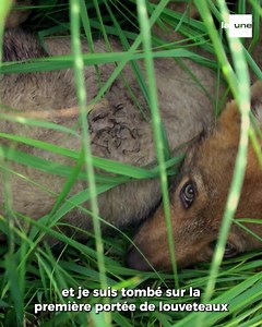 10K views · 662 reactions | Soirée exceptionnelle sur les loups ce dimanche ! Deux documentaires pour le prix d'un ! A 20H15, votre épisode du Jardin Extraordinaire sur les chiens sauvages, et à 22H30 un documentaire sur les loups réalisé par Tanguy Dumortier et Olivier Larrey. « Une vie de chien sauvage » à voir ce dimanche à 20h15 et « L'affût aux loups » à voir ce dimanche à 22h30 sur la Une et en replay sur RTBF Auvio. | Le jardin extraordinaire - RTBF | Facebook