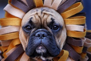 Look at this poodle walking on two legs while dressed like a person