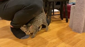 12K views · 238 reactions | Accompanies the post for F5 Savannah and kittens Sage & Sable available Jan 14th, 2020 in Canyon Lake, CA. Please look for that post to see more about these great kittens and cat! | Savannah Cat Rescue | Facebook