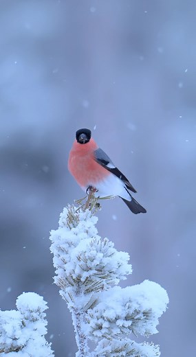 The magic of bullfinch in a winter wonderland ❤️❄️🪶 Hope you like them 🤗 @hannahstitfall on Instagram ❤️ #wildlifephotography #wildlife #birdphotography #hannahstitfall #winter | Hannah Stitfall