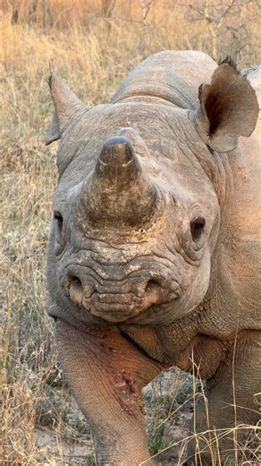 As we close out 2025, we want to introduce the true stars: our rhinos — the Revolutionaries. They are more than a herd. They are the proof that dedicated protection, science-led management, and long-term commitment can shift the story for rhino conservation. Watching them thrive reminds us why we do this work every single day. This year, we are especially proud to share a major milestone: our herd has grown to 28 rhinos! That growth represents countless hours on the ground, careful monitoring, a