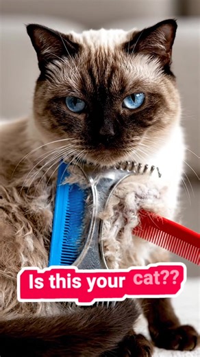 Sleek EZ Comb: The Ultimate Tool for Fur Removal