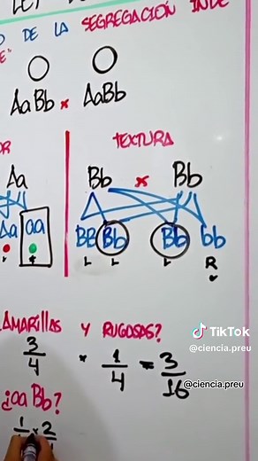 Ejemplo de la Tercera Ley de Mendel en Biología