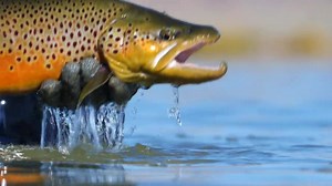 24K views · 997 reactions | Every year, our fishery biologists set up...