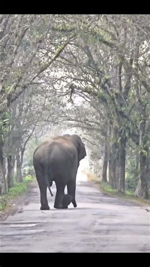 Mesmerising Dehing Patkai 🔥🧡🙏 #viral #rainforest #drarindamwildvet #elephant