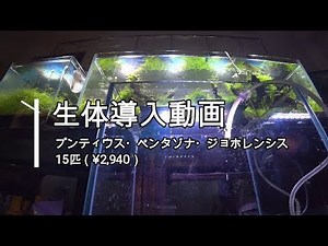 生体導入動画【プンティウス・ペンタゾナ・ジョホレンシス 15匹:¥2,940】