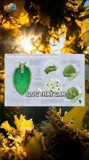The Solar - Powered Sea Slug That Can Photosynthesize #sciencefacts #ocean #weirdanimals