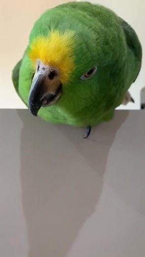 Papa Parrot on TikTok