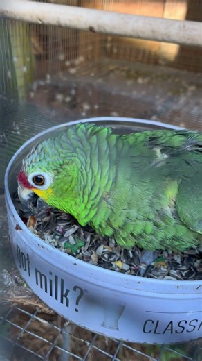 Amazon parrot breeder pair#breeder #parrot #parrotlife #breeding