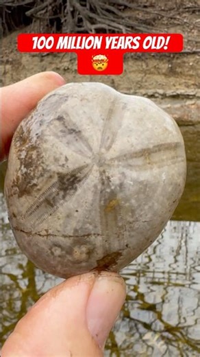 ANCIENT ECHINOID FOSSIL Discovered in Local TEXAS creek #fossil #rockhounding #shorts #geology